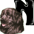 n.gif